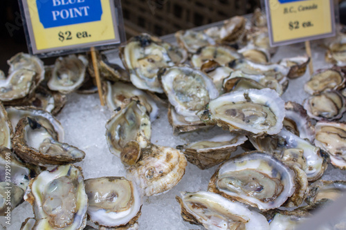 fresh oysters on the market