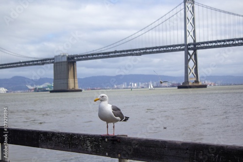 seagull on the pier