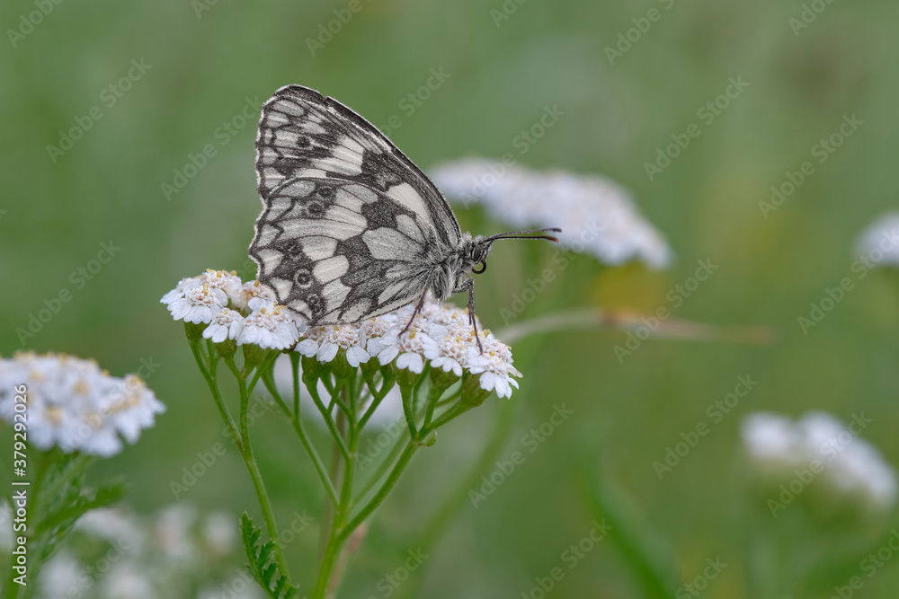 Obraz premium Schachbrettfalter