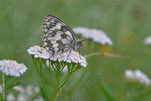Wallpaper Mural Schachbrettfalter Torontodigital.ca