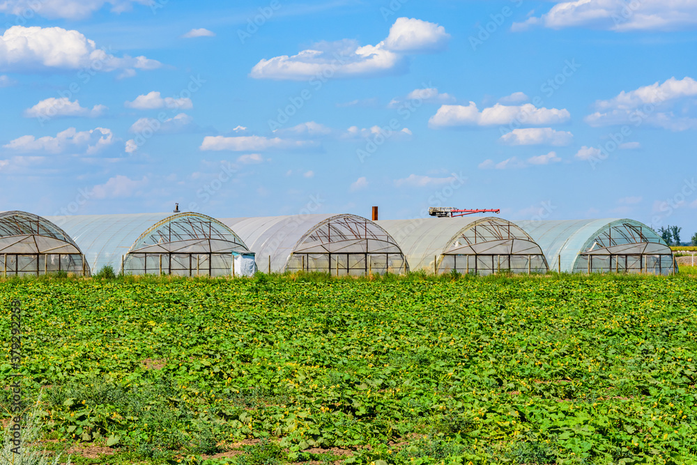 Greenhouses made with metal frame and polyethylene film at field of the marrow plants