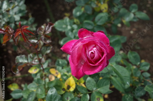 Wallpaper Mural Pink and White Flower of Rose 'Rose Gaujard' in Full Bloom
 Torontodigital.ca