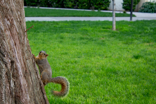 squirrel climbing on a tree