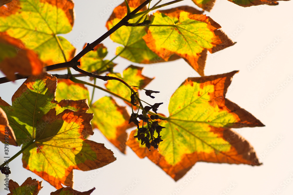 autumn leaves background