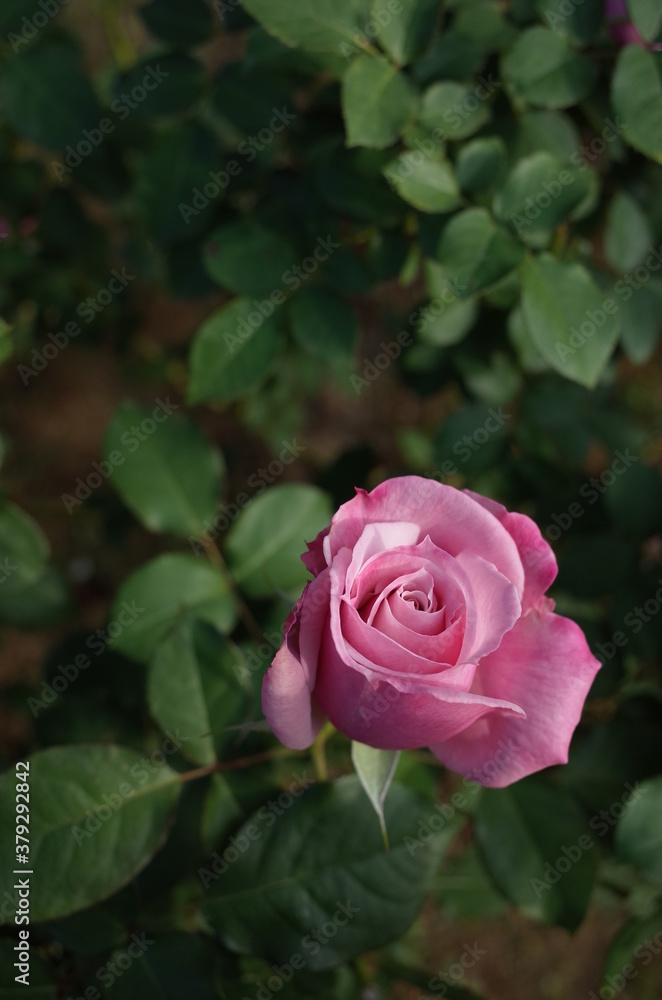 Light Purple Flower of Rose 'Rose Ichikawa' in Full Bloom
Light Purple Flower of Rose 'Rose Ichikawa' in Full Bloom