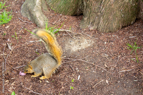 squirrel in the park