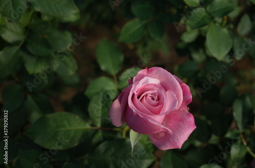 Light Purple Flower of Rose  Rose Ichikawa  in Full Bloom 