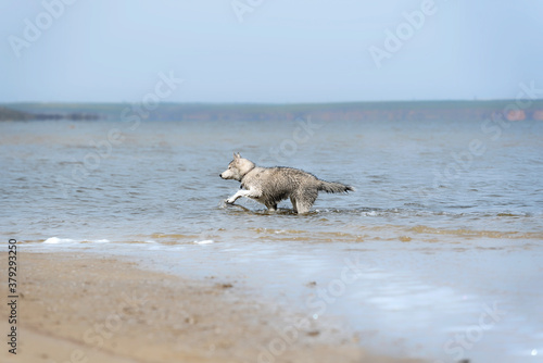 A young Siberian Husky female is walking at the water. The dog has wet grey   white fur. Blue water surrounds her  a beach with brown sand is nearby. Coast in the background.