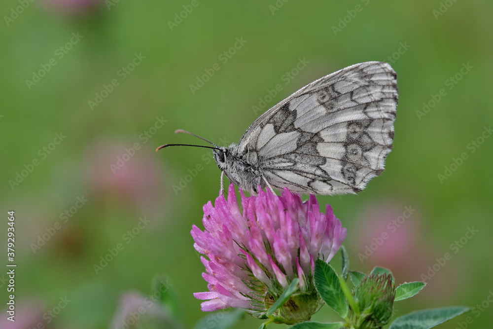 Obraz premium Schachbrettfalter