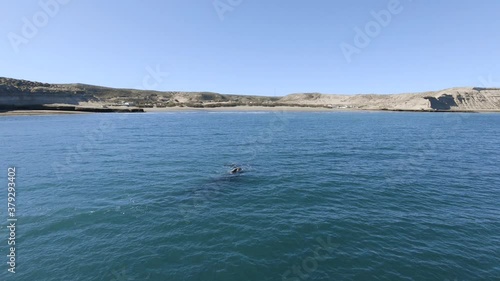 Whales swimming enfront of Puerto Piramides village Peninsula Valdes - Aerial orbital shot photo