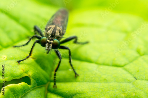 Fototapeta Naklejka Na Ścianę i Meble -  close up of a fly