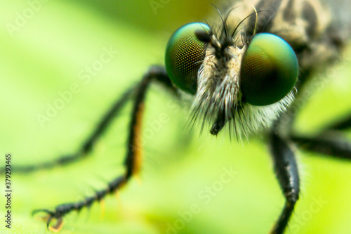 close up of a fly © Mongkon