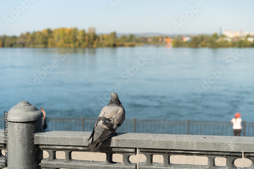 Portrait of a pigeon on the background of the embankment and river