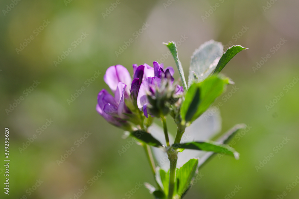 Obraz premium flowers in the forest