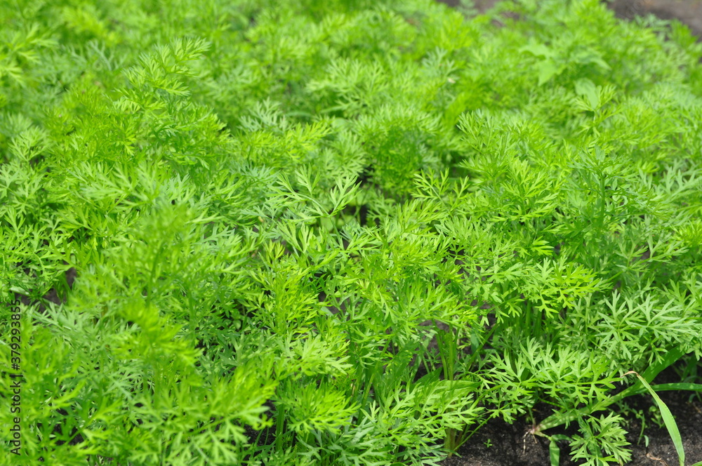 Young carrot plants growing in the soil. Young carrot plants growing in the soil.