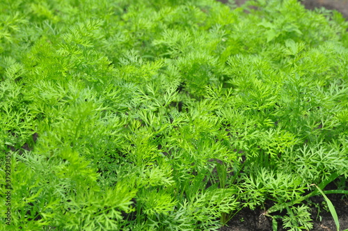 Young carrot plants growing in the soil.