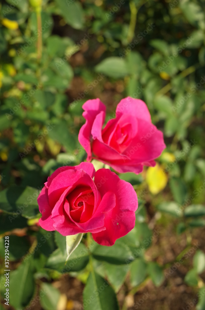 Pink Flower of Rose 'Roseurara' in Full Bloom
Pink Flower of Rose 'Roseurara' in Full Bloom