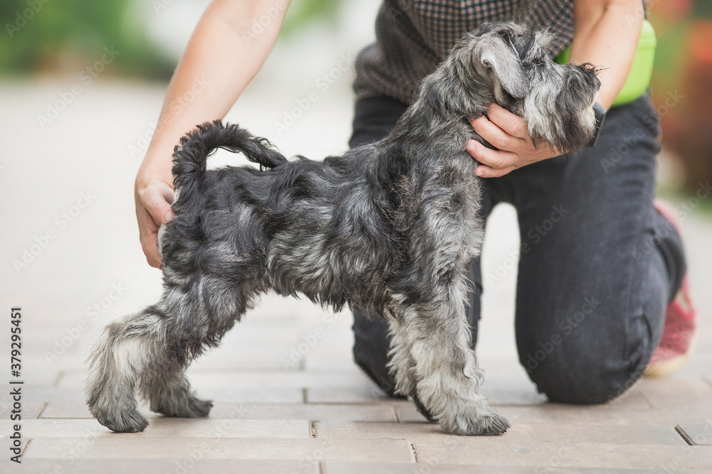 Miniature Schnauzer dog in park Miniature Schnauzer dog in park