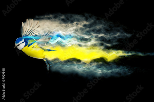 Abstract nature. Flying bird. Dispersion effect. Black background.  photo