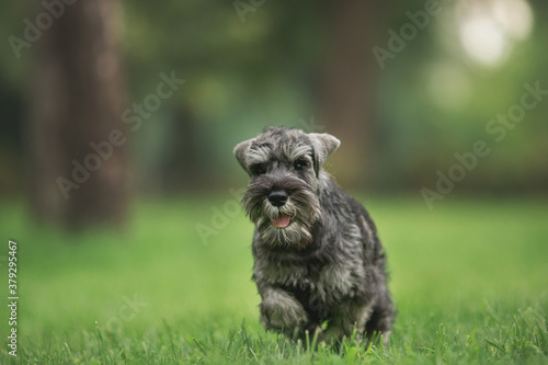 Miniature Schnauzer dog in park