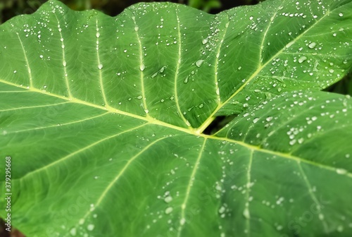Big green leaf with drops