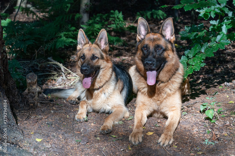 Two beautiful German Shepherd dogs lie together in the forest, sunlight shines on the dog's heads, the tongues sticking out of their mouths. Trees in the background Two beautiful German Shepherd dogs lie together in the forest, sunlight shines on the dog's heads, the tongues sticking out of their mouths. Trees in the background