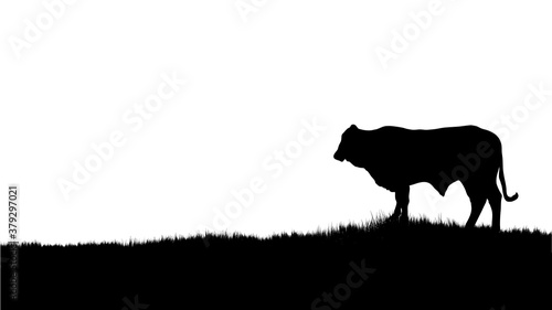 one silhouette of a cow white