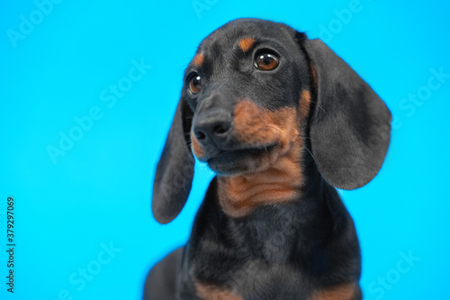 Fototapeta Naklejka Na Ścianę i Meble -  Expressive portrait of cute black and tan dachshund puppy with smart and attentive look on blue background, copy space for advertising text, front view.