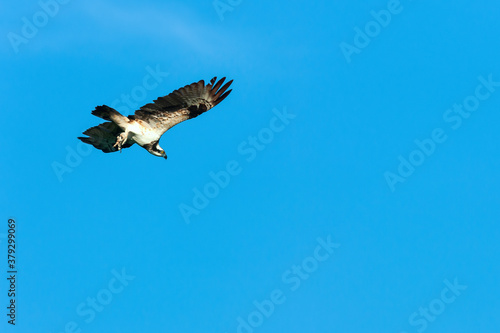 An Osprey flying in the blue sky.