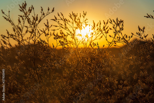 Southern steppe plant thorn at sunset