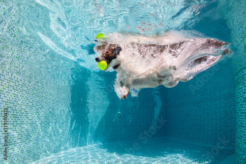 Valokuvatapetti Funny photo of jack russell terrier puppy playing with fun in swimming pool - jump, dive deep down to fetch ball