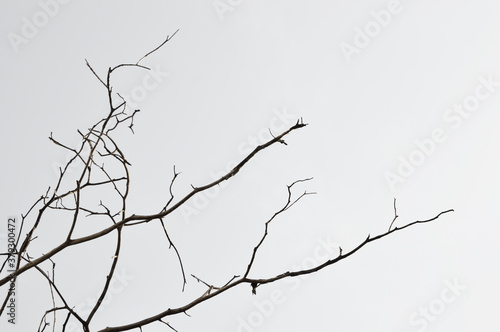 Dead tree branches isolated on white background