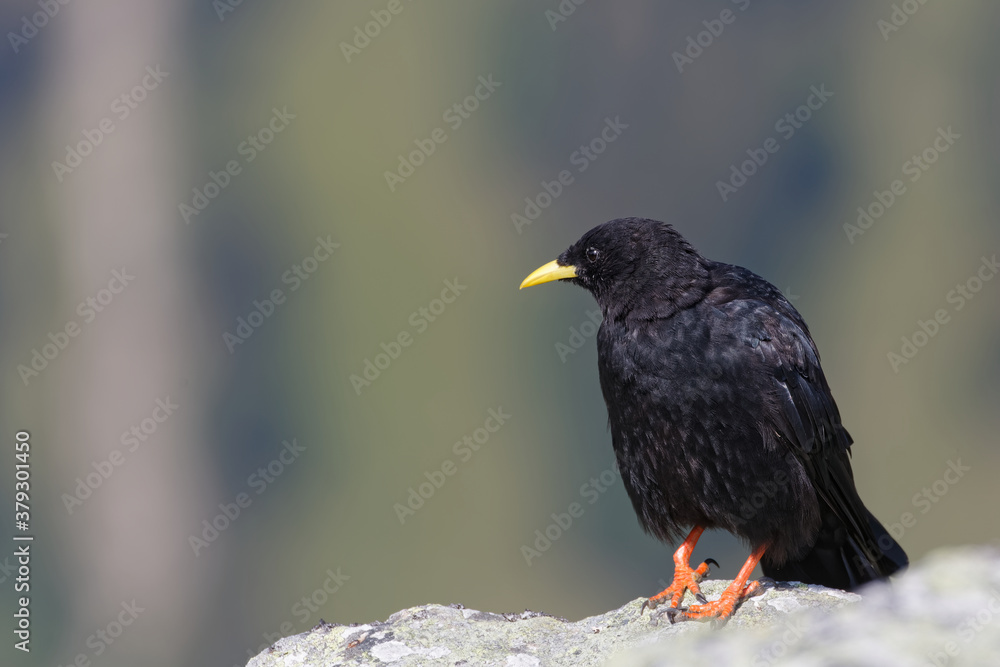 Obraz premium Krucie żółtodzioby