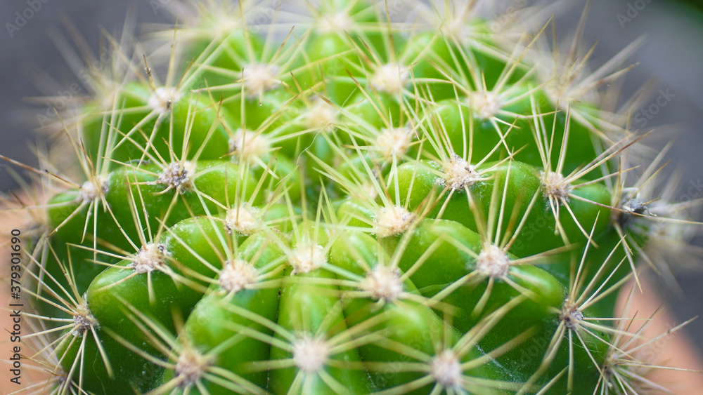 Close up of cactus with high angle view Close up of cactus with high angle view