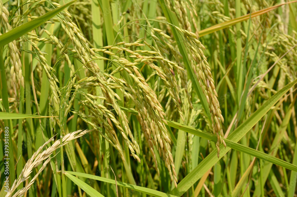 the green ripe paddy plant grains in the field meadow. the green ripe paddy plant grains in the field meadow.