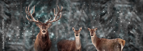Wild red deer in a fairytale winter forest. Banner format. Winter wonderland.