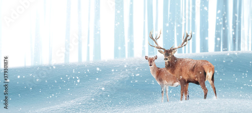 Noble deer in a winter magic forest. Christmas fantastic image. Copy space. Winter wonderland. Banner format. © delbars