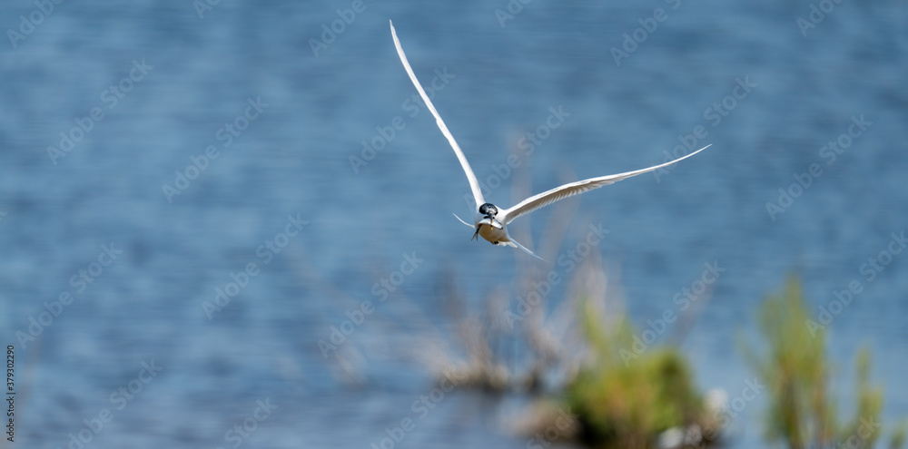 Common tern flying with fish on beak Common tern flying with fish on beak