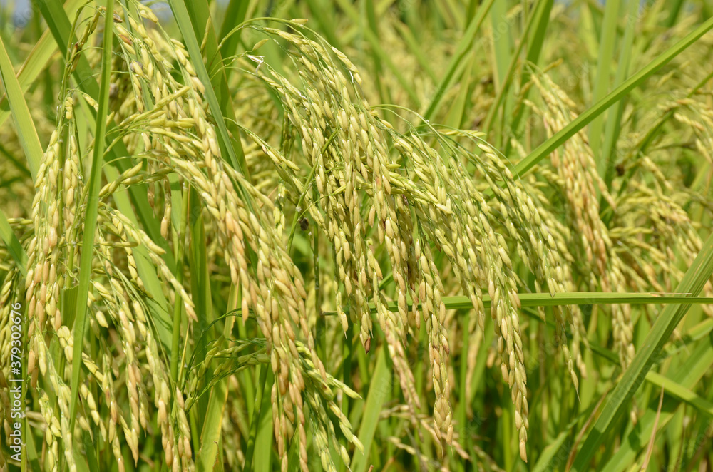 the green ripe paddy plant grains in the field meadow. the green ripe paddy plant grains in the field meadow.