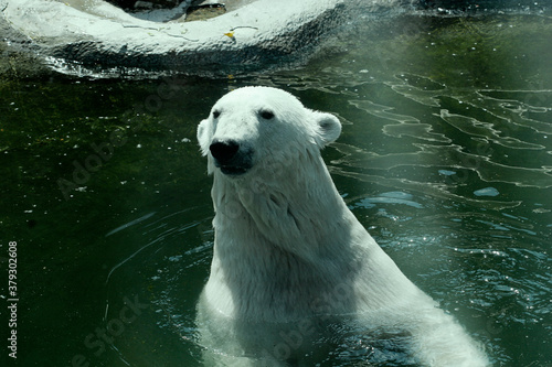 polar bear in zoo, summer time