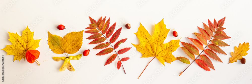 Autumn deciduous. Composition of autumn leaves, fruits and nuts. View from above. Banner.