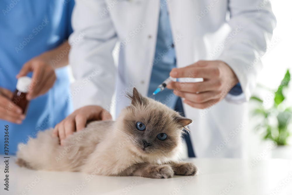 Professional veterinarians vaccinating cat in clinic, closeup Professional veterinarians vaccinating cat in clinic, closeup