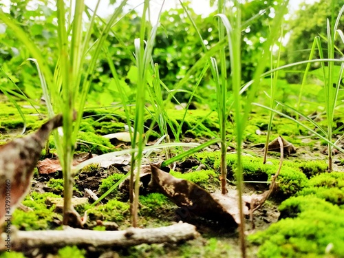 grass in the garden