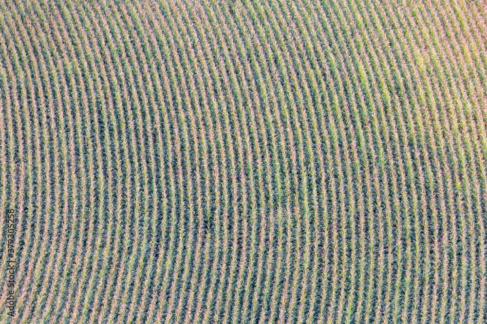 cornfield from the top cornfield from the top