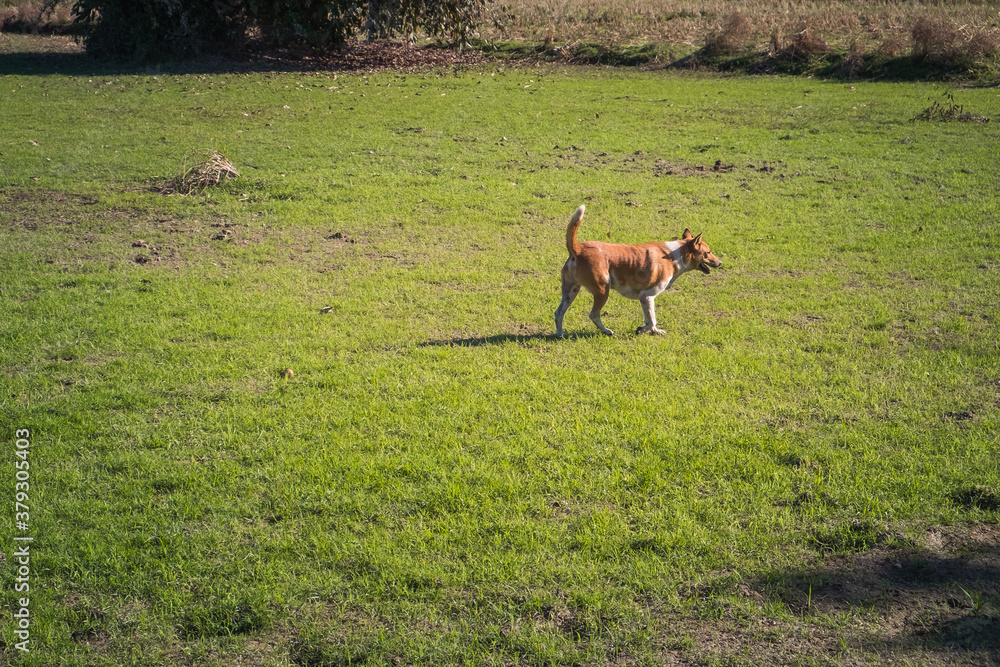 Dog days of summer