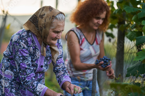 Mother and daughter picking grapes