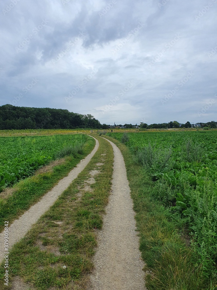 Road in the fields Road in the fields
