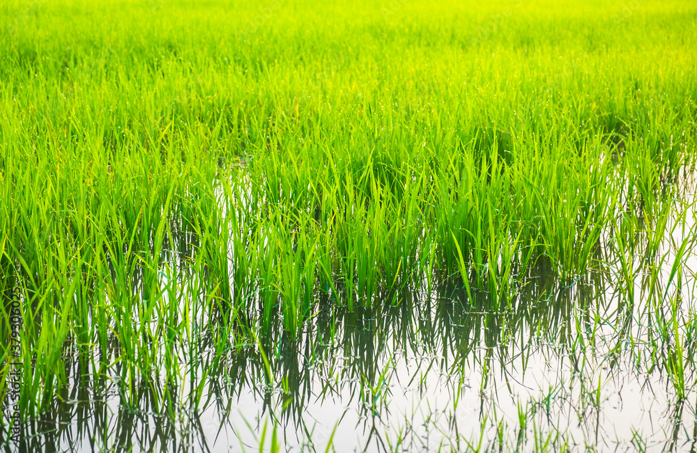 Fototapeta premium Close up beautiful view of agriculture green rice field landscape background, Thailand. Paddy farm plant peaceful. Environment harvest cereal. 