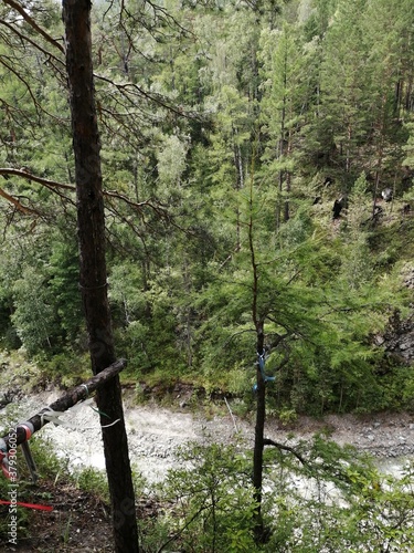 forest in the mountains