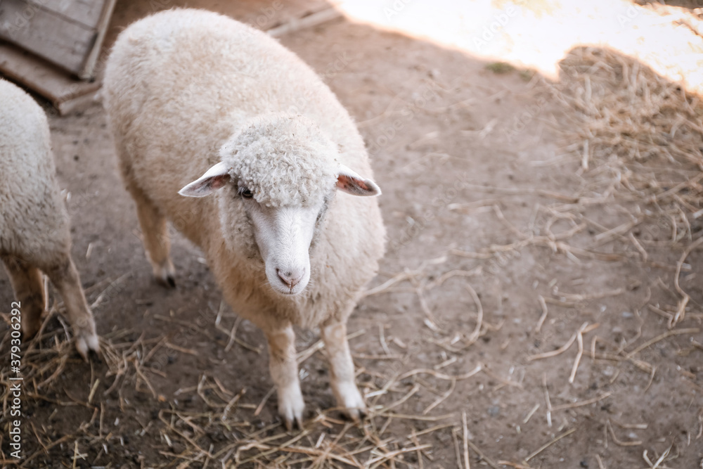 Obraz premium Cute funny sheep on farm. Animal husbandry